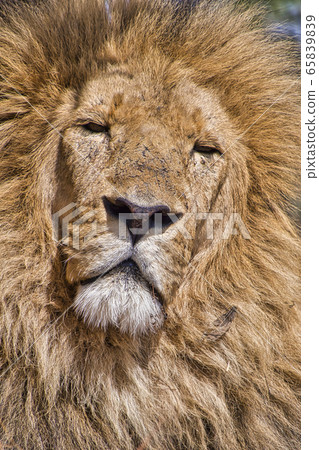 Lion, Panthera Leo, Rhino and Lion Nature Reserve, Gauteng, South Afica, Africa Lion, Panthera Leo, Rhino and Lion Nature Reserve, Gauteng, South Afica, Africa 65839839
