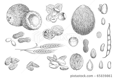 Nuts, beans and cereal sketches 65839861