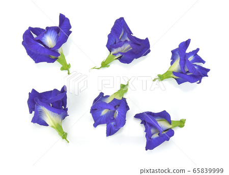 Butterfly pea or Blue pea on white background. 65839999