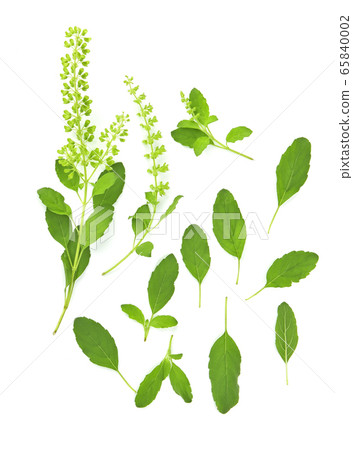 Sweet Basil isolated on white background.top view 65840002