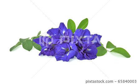 butterfly pea, blue pea, or asian pigeonwings 65840003