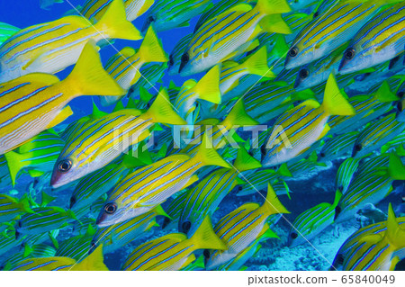 Blue-striped Snapper, Lutjanus kasmira, North Ari Atoll, Maldives, Indian Ocean, Asia 65840049