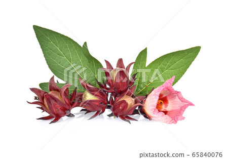 Roselle hibiscus and green leaf on white background Roselle hibiscus and green leaf on white background 65840076