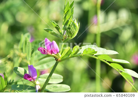 Karasuno pea (Kono Beans) 65840109