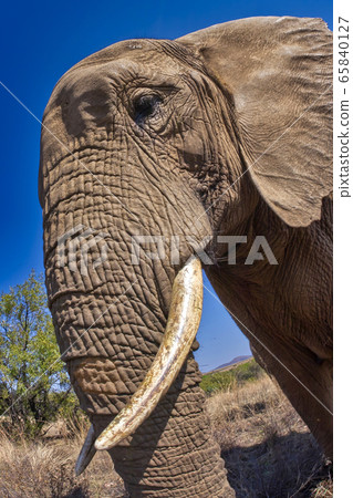 Elephant, Loxodonta africana, Glen Afric, South Africa, Africa Elephant, Loxodonta africana, Glen Afric, South Africa, Africa 65840127