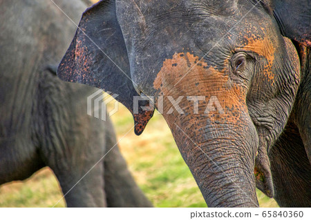 Sri Lankan Elephant, Elephas maximus maximus, Minneriya National Park, Sri Lanka, Asia 65840360