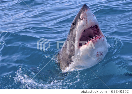 Great White Shark, Carcharodon carcharias, Gansbaai, Western Cape, South Africa, Africa 65840362