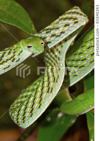 Green Vine Snake, Long-nosed Whip Snake, Ahaetulla nasuta, Sinharaja National Park Rain Forest, World Heritage Site, UNESCO, Biosphere Reserve, Sri Lanka, Asia Green Vine Snake, Long-nosed Whip Snake, Ahaetulla nasuta, Sinharaja National Park Rain Forest, World Heritage Site, UNESCO, Biosphere Reserve, Sri Lanka, Asia 65840363