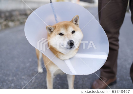 Dog wearing Elizabeth collar 65840467