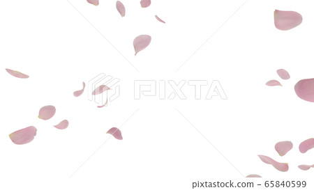 Rose rose petals flying particles confetti confetti illustration background background Rose rose petals flying particles confetti confetti illustration background background 65840599