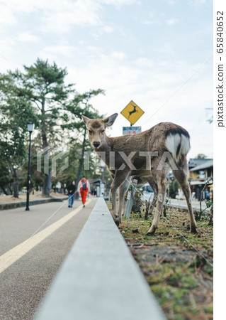 Nara, deer of caution Nara, deer of caution 65840652