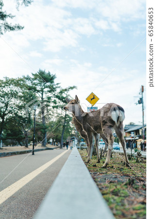 Nara, deer of caution 65840653
