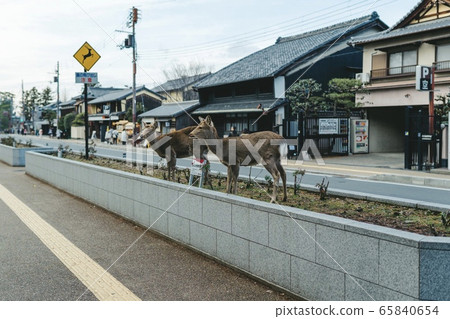 Nara, deer of caution Nara, deer of caution 65840654