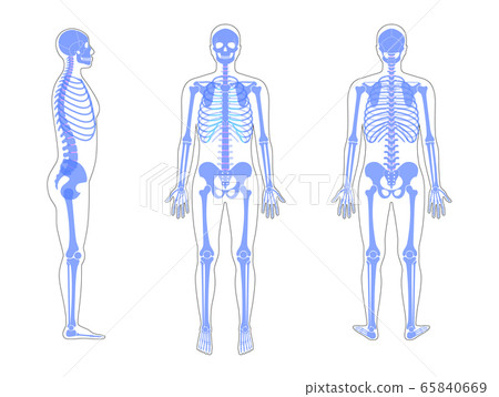 Human man skeleton anatomy 65840669