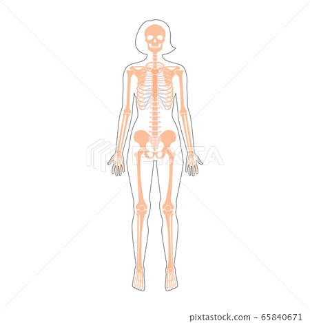 Woman skeleton anatomy 65840671