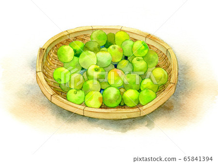 Making plum wine Making plum wine 65841394