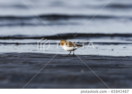 Toenen summer feather 65841487