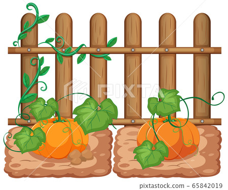 Pumpkins growing in the garden on white background - Stock Illustration ...