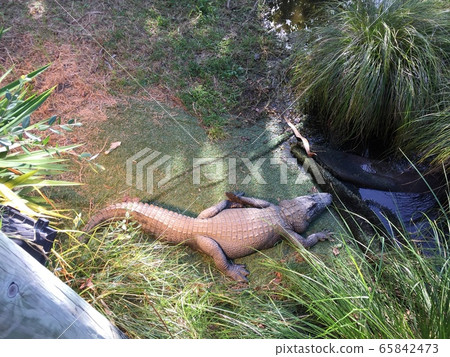 Zoo_Crocodile_Crocodile 65842473