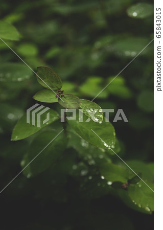 Drops on green leaves after the rain. Drops on green leaves after the rain. 65843015