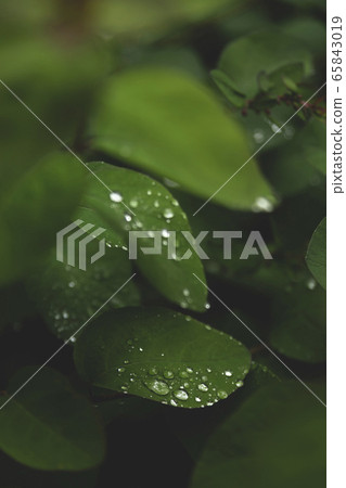Drops on green leaves after the rain. 65843019