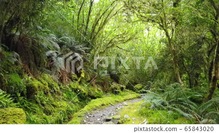 Walking the Milford Track Walking the Milford Track 65843020