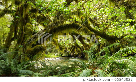 Rainforest Milford Track 65843022