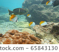 魚 65843130