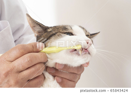 At the vet's hand brushing the teeth of a cat At the vet's hand brushing the teeth of a cat 65843424
