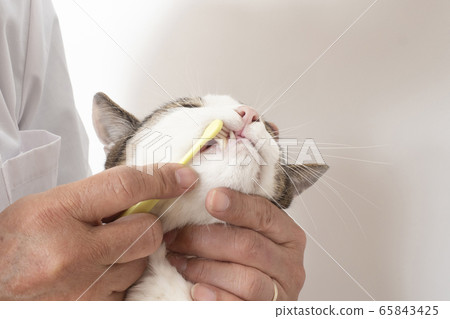 At the vet's hand brushing the teeth of a cat At the vet's hand brushing the teeth of a cat 65843425