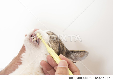 At the vet's hand brushing the teeth of a cat At the vet's hand brushing the teeth of a cat 65843427