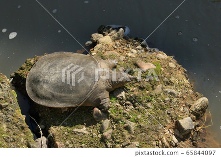 Japanese tiffon 65844097