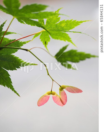 Wing of Maple 65844131