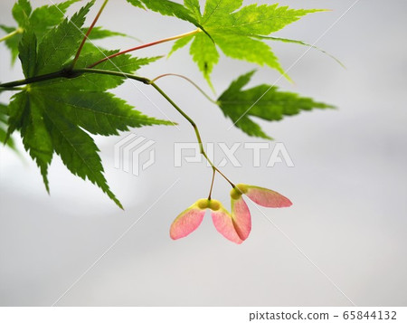 Wing of Maple Wing of Maple 65844132