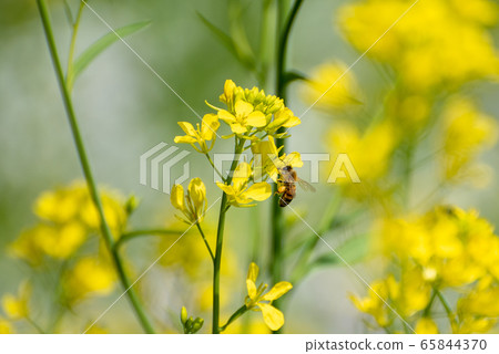 Bees and Rape Blossoms 65844370