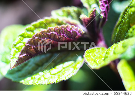 Homeplant leaves close-up, green and violet natural plants macro Homeplant leaves close-up, green and violet natural plants macro 65844623