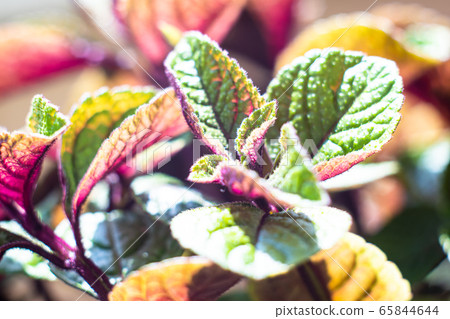Homeplant leaves close-up, green and violet natural plants macro Homeplant leaves close-up, green and violet natural plants macro 65844644