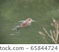 Alien creature Nutria pond swimming 65844724