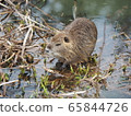 Alien creature Nutria pond 65844726
