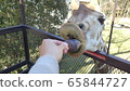 Zoo giraffe feeding 65844727