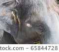 Zoo elephant country elephant 65844728