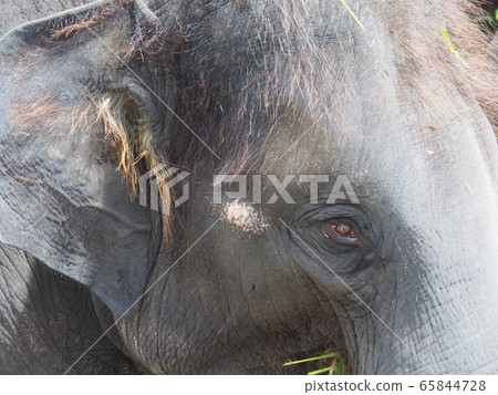 Zoo elephant country elephant Zoo elephant country elephant 65844728