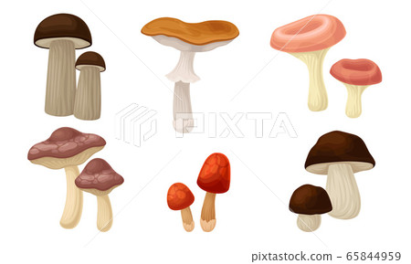 Edible Forest Mushrooms or Toadstools with Stem and Cap Isolated on White Background Vector Set Edible Forest Mushrooms or Toadstools with Stem and Cap Isolated on White Background Vector Set 65844959
