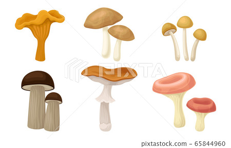 Edible Forest Mushrooms or Toadstools with Stem and Cap Isolated on White Background Vector Set Edible Forest Mushrooms or Toadstools with Stem and Cap Isolated on White Background Vector Set 65844960