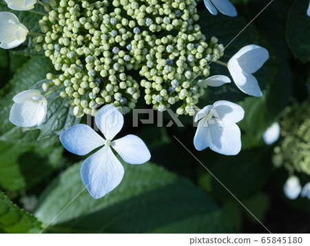 八仙花屬八仙花屬特寫鏡頭照片 八仙花屬八仙花屬特寫鏡頭照片 65845180