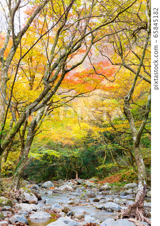 Hananuki山谷的秋天Hananuki河和秋天的景色（茨城縣高ha市）2019年11月 65845182