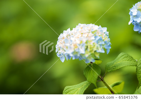 繡球花盛開 65845376