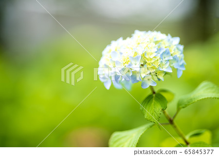 Hydrangea blooming 65845377