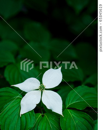 一棵山茱flower花和綠葉在樹蔭下輕輕綻放 65845619