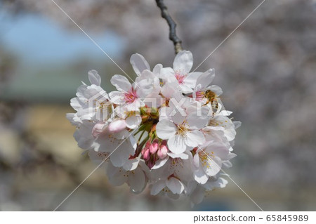 櫻花和蜜蜂 65845989